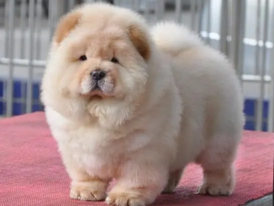 松狮犬一般多少元一只200至300钱