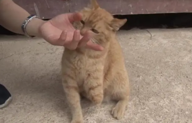 母猫为救孩子失去了一条腿,尽管痛苦,却依旧将它们照顾得很好 母猫为救孩子失去了一条腿,尽管痛苦,却依旧将它们照顾得很好