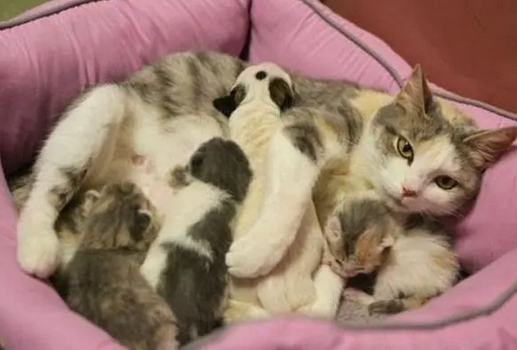 母猫生出来死胎没有毛