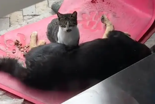 狗狗和流浪猫成好朋友,下雪天它抱着猫咪取暖 狗狗和流浪猫成好朋友,下雪天它抱着猫咪取暖