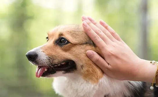 摸幼犬的头它会向上咬 摸幼犬的头它会向上咬