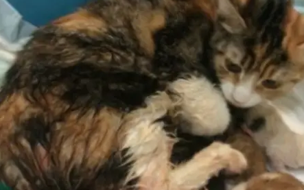 母猫的下面流分泌物