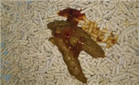 小猫便血但是精神很好