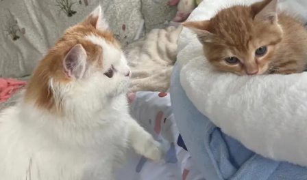新猫到家旧猫不让摸了