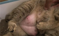 母猫挤不出来是真的没奶吗