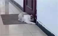 晚上睡觉把猫关在门外一直叫