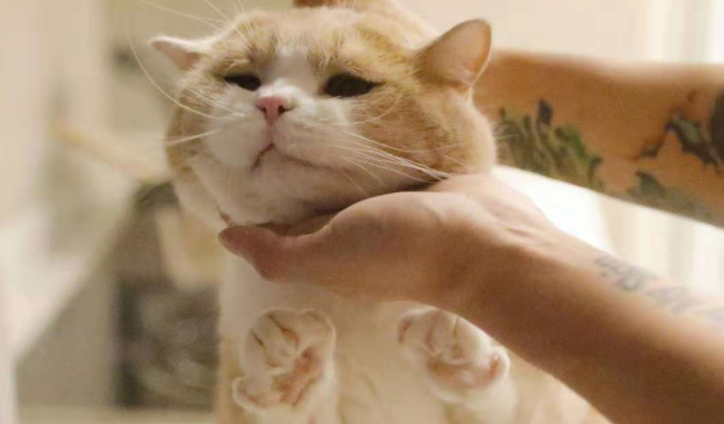 很多喜欢撸猫的人，对猫咪的这种“本领”无法抵抗_宠界新闻