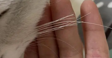 小猫的胡须断了怎么办