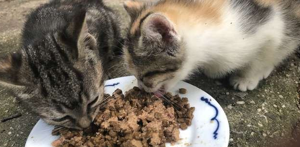 1年前把宝宝交给好心夫妇,猫咪今再次登门求助 1年前把宝宝交给好心夫妇,猫咪今再次登门求助