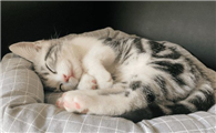 人对猫过敏的症状怎么消除