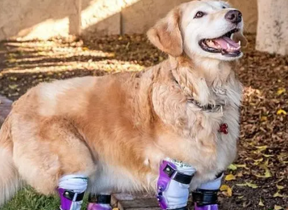 狗狗趁主人不注意，偷吃了块肉，得到的惩罚是打断四肢并丢弃！