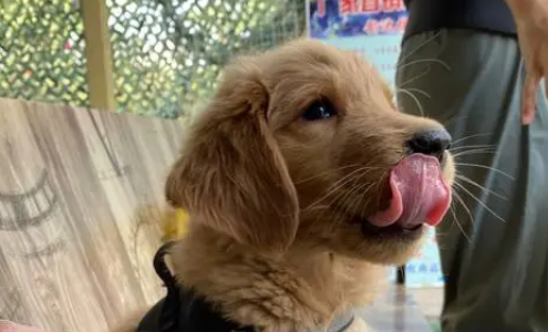 狗能吃葡萄干吗