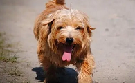 诺福克梗犬的价格多少钱