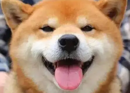 为什么狗会吐舌头