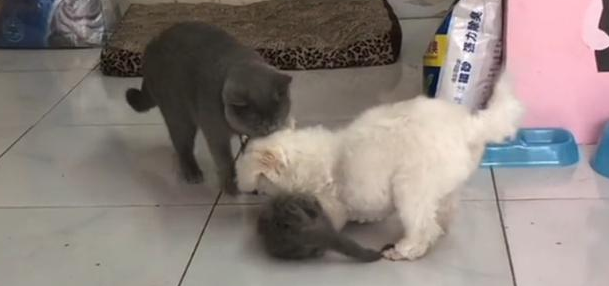 白狗欺负小猫崽,猫妈直接锁住狗脖子 白狗欺负小猫崽,猫妈直接锁住狗脖子