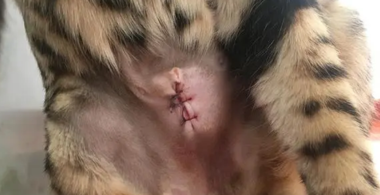 母猫做绝育多少钱 母猫做绝育多少钱