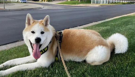 男子花5000元网购秋田犬 收到生病小土狗 男子花5000元网购秋田犬 收到生病小土狗