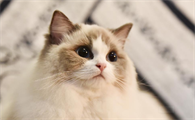 kitty猫为什么没有嘴巴