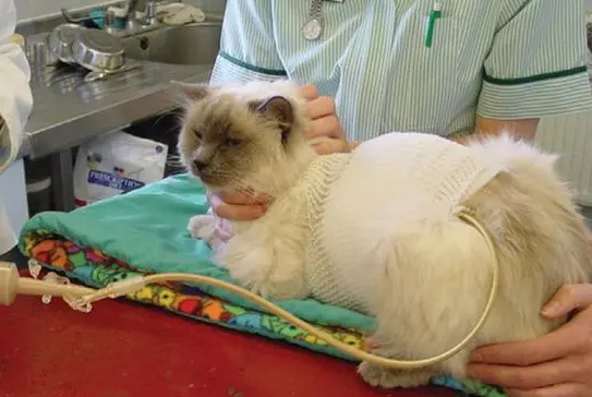 猫重度肾衰去世前状态 猫重度肾衰去世前状态