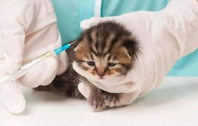 小猫需要打什么疫苗 小猫需要打什么疫苗