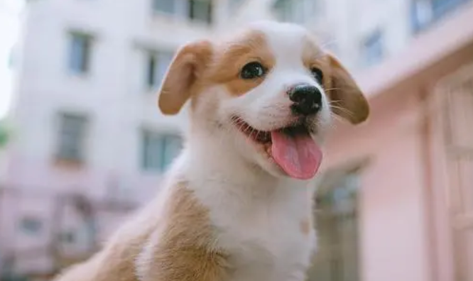 狗为什么摇尾巴 狗为什么摇尾巴
