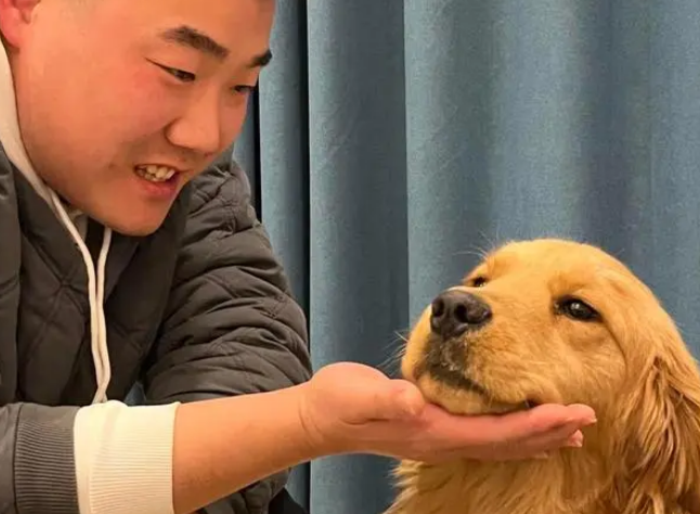 路遇金毛犬被撞伤趴地,90后夫妇放弃旅行送医救助:这是缘分,遇见它就要负责 路遇金毛犬被撞伤趴地,90后夫妇放弃旅行送医救助:这是缘分,遇见它就要负责