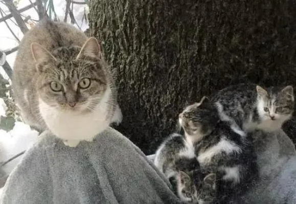 流浪猫带着小猫来求助,小猫留下自己走了,2年后再次求助被收养 流浪猫带着小猫来求助,小猫留下自己走了,2年后再次求助被收养