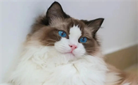 猫疫苗多少钱一针
