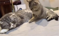 女生用猫暗示男朋友