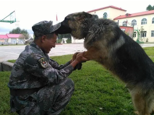 中国十大警犬品种图片 中国十大警犬品种图片