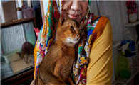 印星猫取名什么好