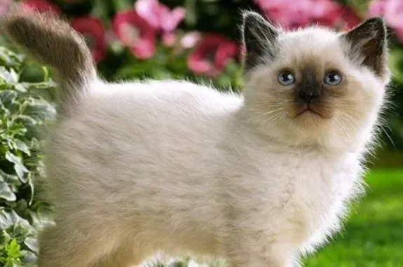 巴厘猫为什么没人养 巴厘猫为什么没人养