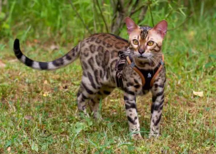 十大最聪明的猫1000以内的宠物猫