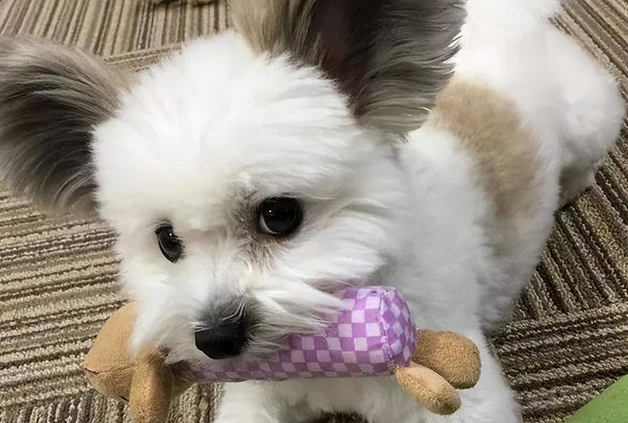 米奇狗狗图片是什么品种