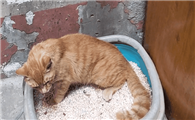 小猫便秘怎么办