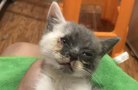 三个月的小猫感冒了吃什么药