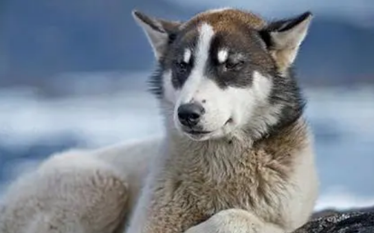 格陵兰犬为什么没人养