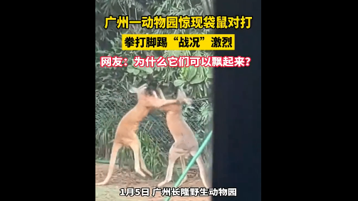 广州一动物园两只袋鼠对打到飞起 网友:“袋”师傅,快切它中路! 广州一动物园两只袋鼠对打到飞起 网友:“袋”师傅,快切它中路!