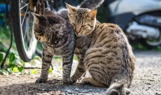 猫咪集体游行示威,规模还这么大,难道是想翻身做主人? 猫咪集体游行示威,规模还这么大,难道是想翻身做主人?