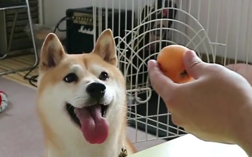 狗能吃枇杷不