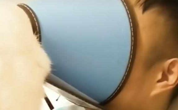 猫咪被戴上“屈辱圈”,气的找主人报仇 猫咪被戴上“屈辱圈”,气的找主人报仇