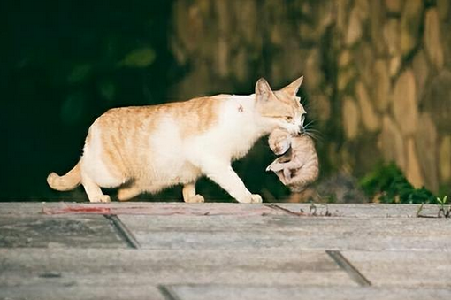 母猫叼着小猫到处跑是怎么回事