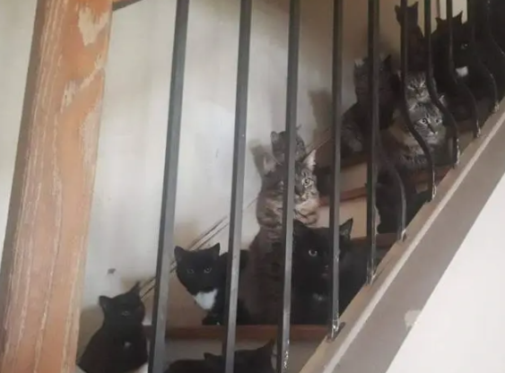 不绝育有多可怕,猫奴养了2只猫咪,几年后变成120只 不绝育有多可怕,猫奴养了2只猫咪,几年后变成120只