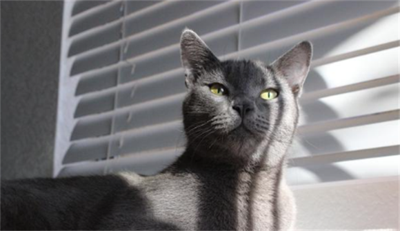 猫有自愈能力吗
