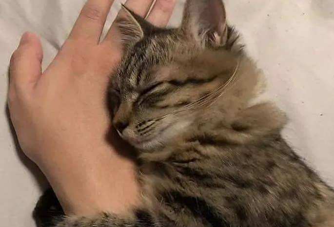 什么命的人适合养猫
