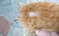 猫一块皮肤脱毛露粉肉