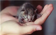有没有袖珍猫