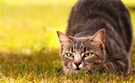 女人梦见猫扑向自己吓醒了
