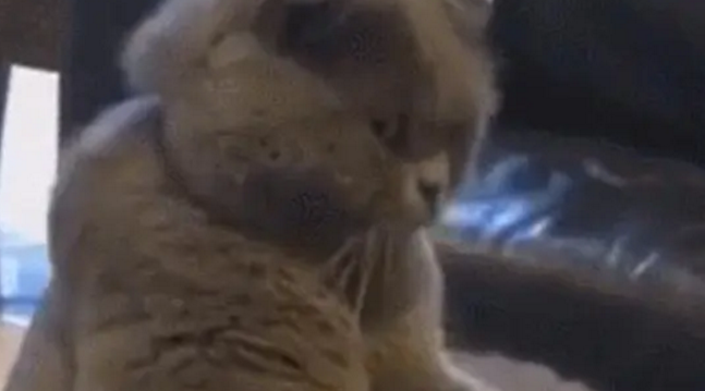 蓝猫坐在沙发上一脸愁容:铲屎的,我觉得我的身体发生了变化 蓝猫坐在沙发上一脸愁容:铲屎的,我觉得我的身体发生了变化