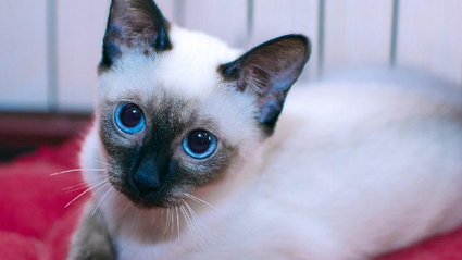 什么猫最凶猛最护主